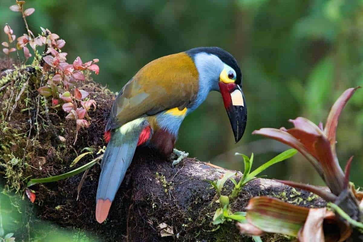 Excursion-Mindo: Birdwatching: Bellavista-Sachatamia