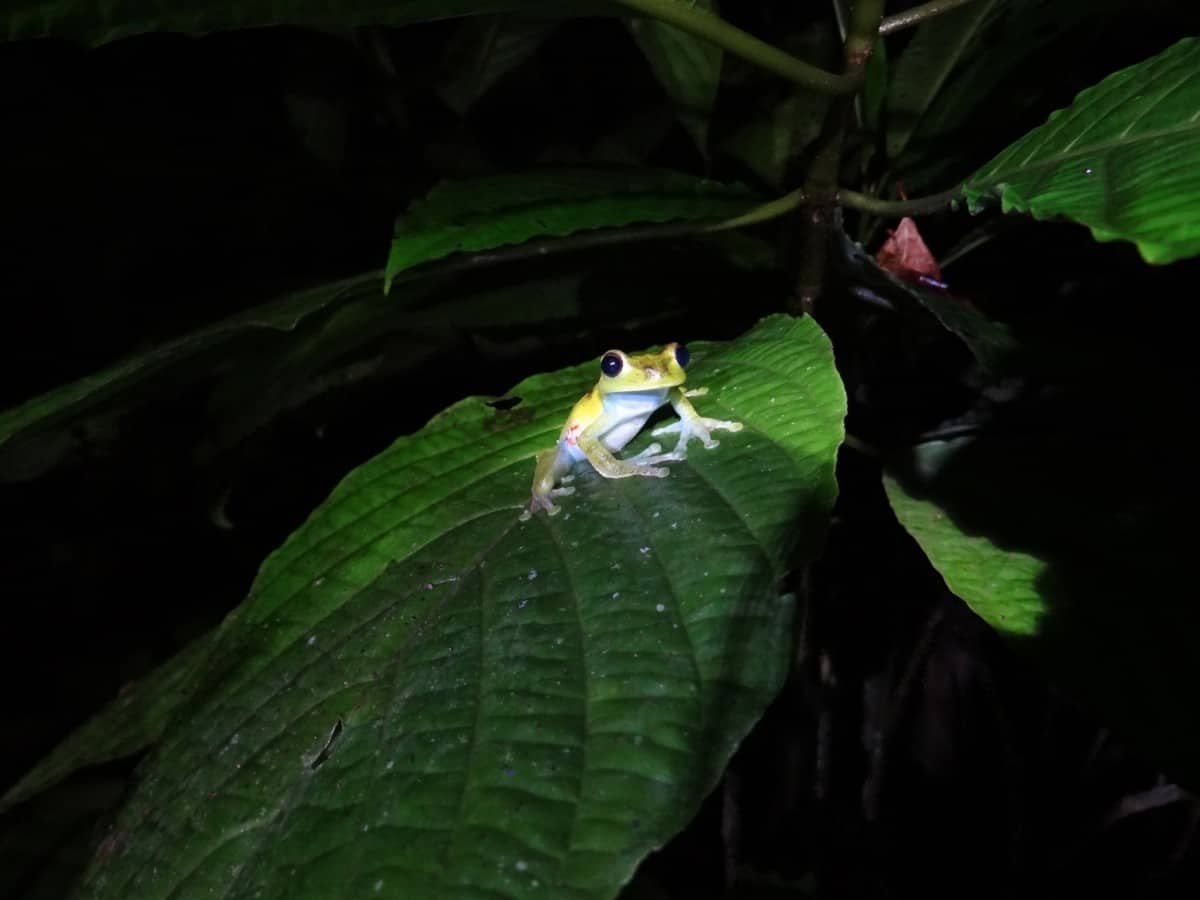 Excursion-Mindo: Evening frog concert