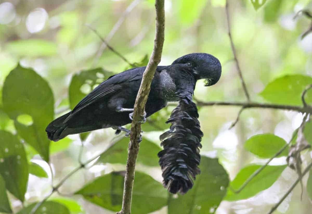 Excursion-Mindo: Bird watching: Long Wattled Umbrella Bird – Rio Blanco