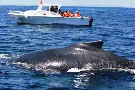 The coast 3 Humpback whale next to a boat near Puerto López